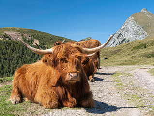 Schottisches Hochlandrind  liegend am Weg in den Bergen