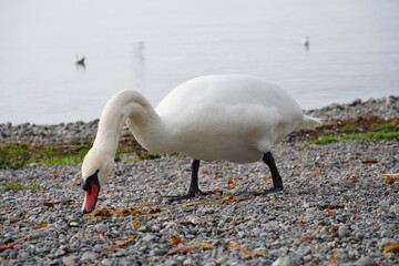 swans on the lake