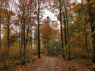 Path through the autumn forest in Gaasterland