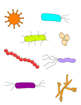 Microorganisms (bugs)