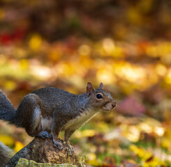 Grey squirrel in the Fall.