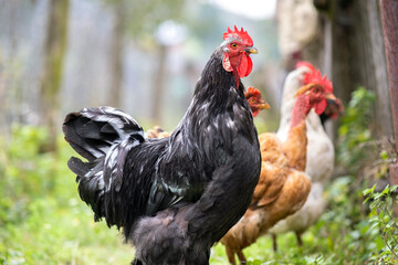 Closeup of domestic chicken feeding on traditional rural barnyard. Hens on barn yard in eco farm....