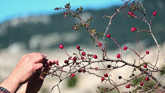 High definition video shows a hand picking Rosa canina seeds. Nice soft background.