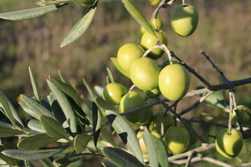 Branche d'olivier avec des olives fraîches mûres prêtes pour la récolte.