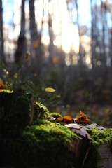 autumn in the forest