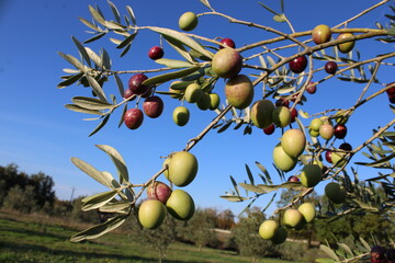 Branche d'olivier avec des olives fraîches mûres prêtes pour la récolte.