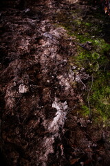 bark texture