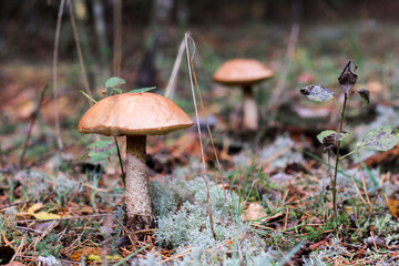 boletus