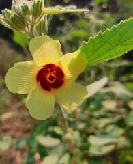 red and yellow flower blur image wallpaper