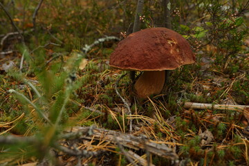 orange cap boletus, edible mushroom in the forest