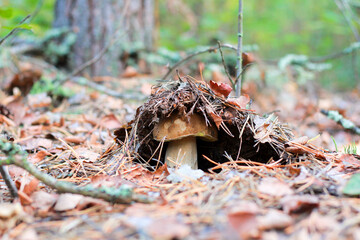 mushroom in the forest