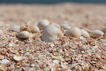 shells on the beach