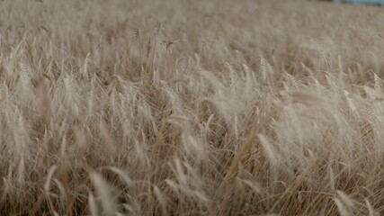 Ripe wheat swaying in the wind