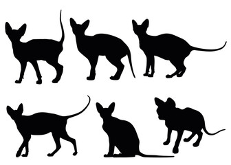 Sphynx cats in the set.