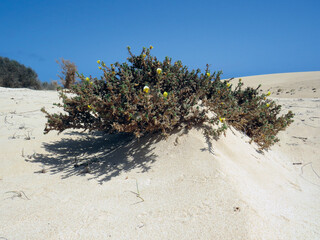 Dune vegetation under blue sky. Desert sand background with plants. Geology background. Sand plant...