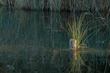 Reflejo en el estanque