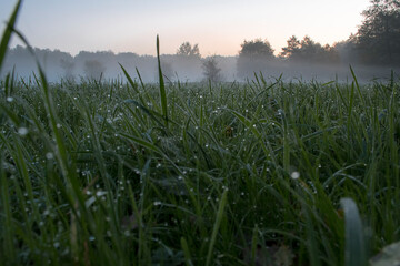 Wet fresh grass covered with early morning dew drops. The meadow near Warsaw, Poland. Selective focus of dew drops.