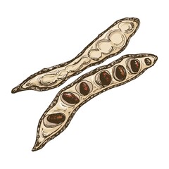 Carob pod with seeds. Vector color vintage hatching illustration isolated