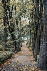 Obraz premium fall in cemetery