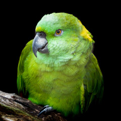 Yellow Napped Amazon Perched in a Tree