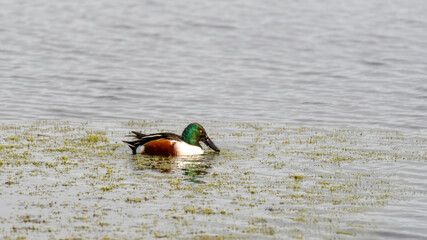 Male Northern Shoveler Duck Floating on Water