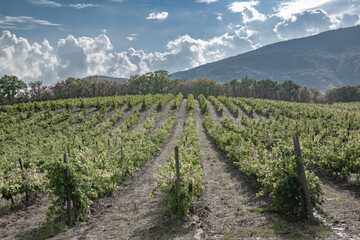 Fototapeta na wymiar Rows of vines in a green valley