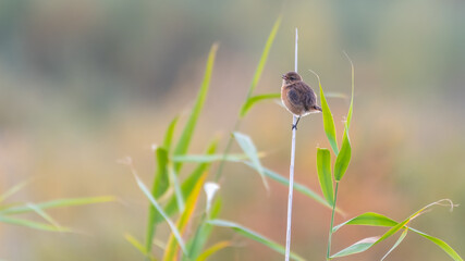 Stonechat Perched on a Reed