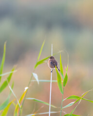 Stonechat Perched on a Reed
