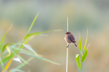Stonechat Perched on a Reed