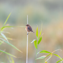 Stonechat Perched on a Reed