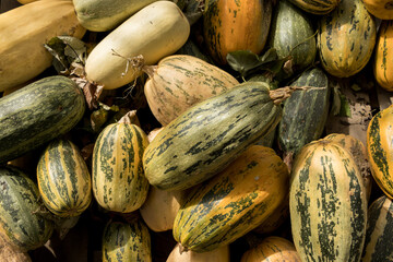 fresh, ripe melon pile background.