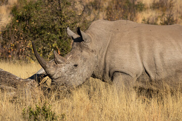 An alerted solitary white rhino bull in the dry season.