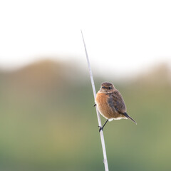 Stonechat Perched on a Reed