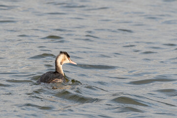 Great Crested Grebe Floating on Water