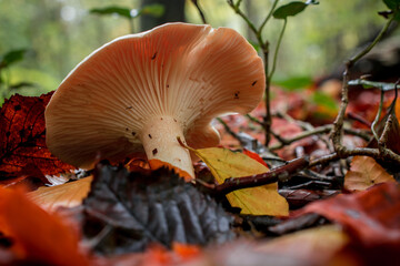 mushroom grop in the forest with yellow autumn background