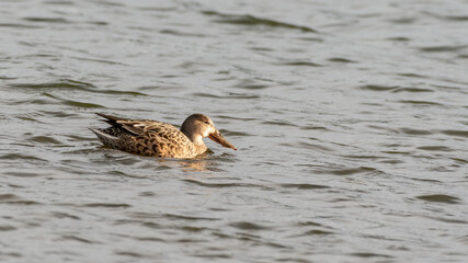 Female Northern Shoveler Duck Floating on Water