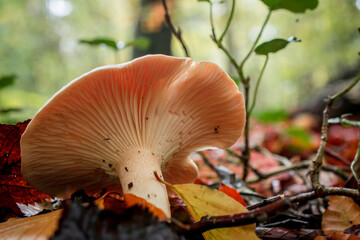 mushroom grop in the forest with yellow autumn background