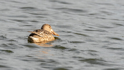 Female Northern Shoveler Duck Floating on Water