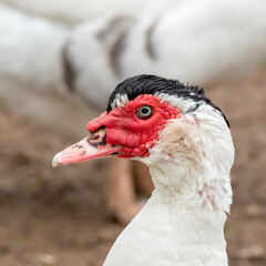 Muscovy Duck Close up Side Profile