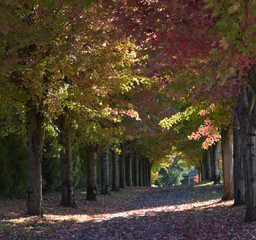 Naklejka premium Autumn Leaves Driveway British Columbia