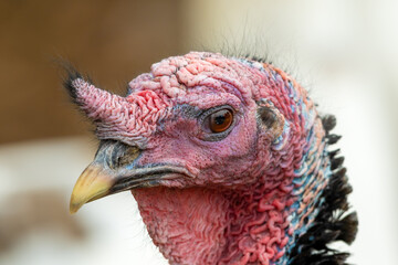 Muscovy Duck Close up Side Profile
