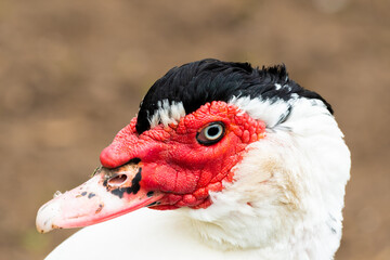 Muscovy Duck Close up Side Profile