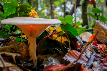 mushroom grop in the forest with yellow autumn background