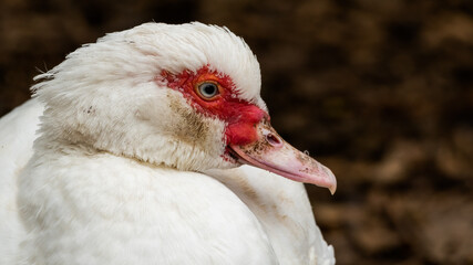 Muscovy Duck Close up Side Profile