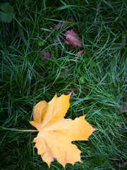 Bright autumn leaves on the ground