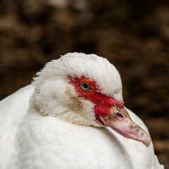 Muscovy Duck Close up Side Profile