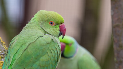 Ringneck Parakeets Perched on a Branch