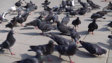 Fototapeta premium A flock of pigeons walk freely down the street.