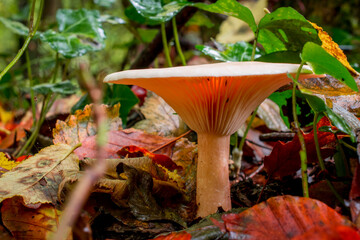 mushroom grop in the forest with yellow autumn background