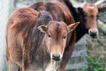 Young Miniature Zebu Walking in a Field